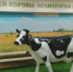 Первой посетителей музея встречает сама холмогорская корова! - Газета Важский край